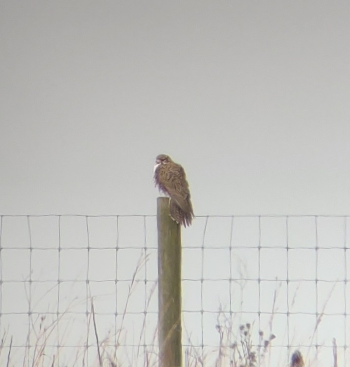 Prairie Falcon - ML386683941