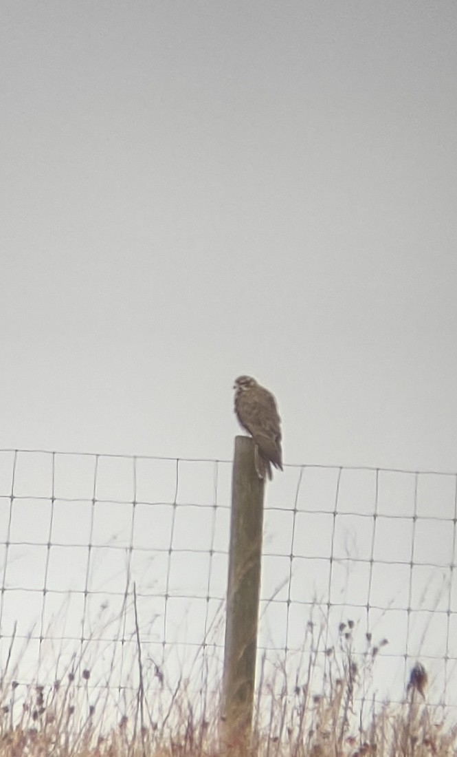 Prairie Falcon - ML386683961