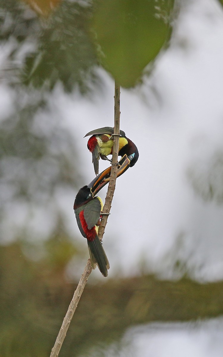 Chestnut-eared Aracari - ML386684511