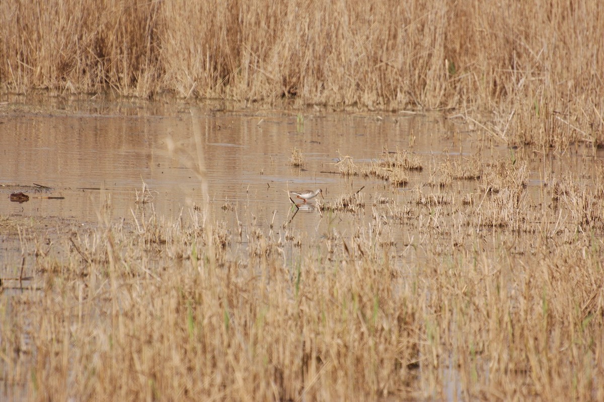 Spotted Redshank - ML386684621