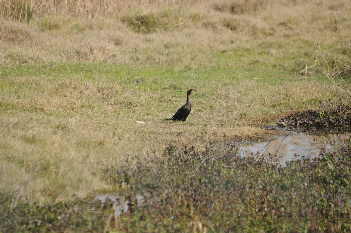 Pygmy Cormorant - ML386684631