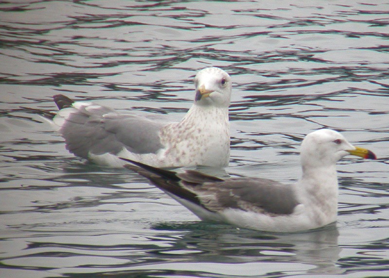 Black-tailed Gull - ML38668491