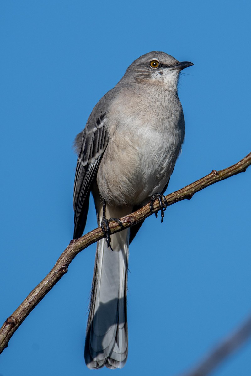 Northern Mockingbird - ML386685791