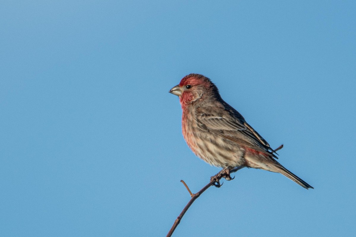 House Finch - ML386685931