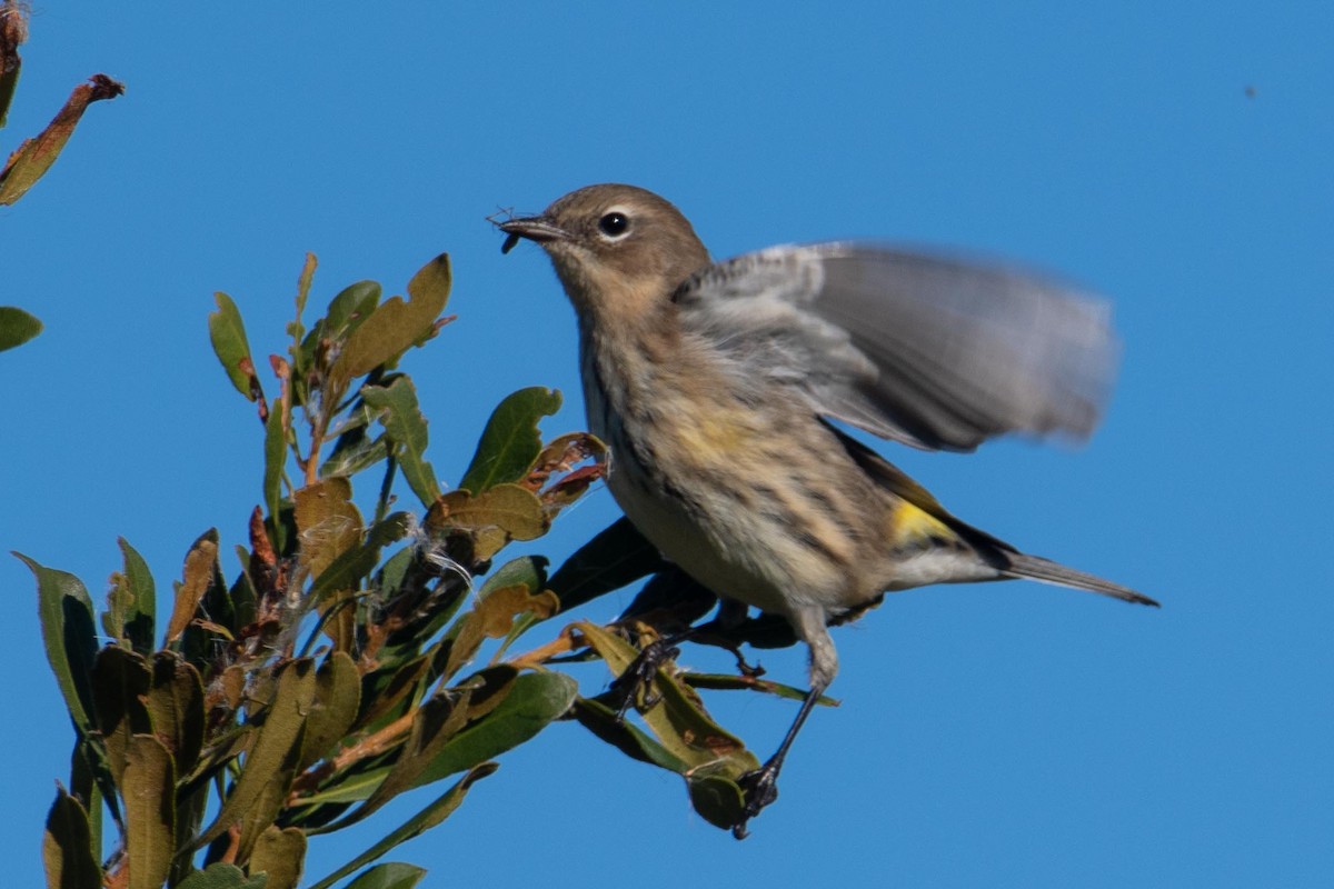 Yellow-rumped Warbler - ML386686031