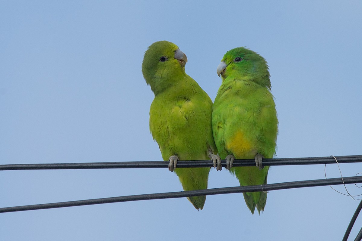 Cobalt-rumped Parrotlet - ML386686841