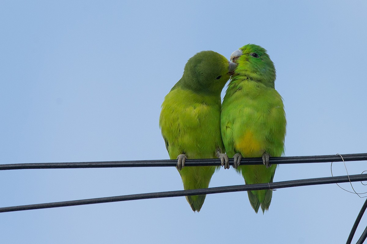 Cobalt-rumped Parrotlet - ML386686861