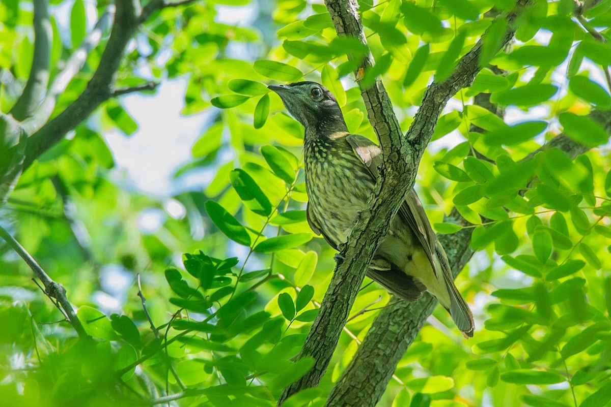 Bare-throated Bellbird - LUCIANO BERNARDES