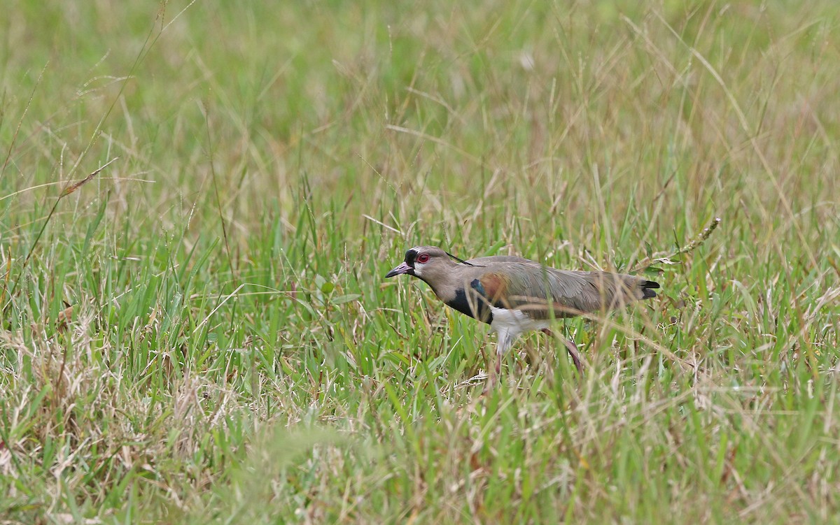 Southern Lapwing - ML386688051