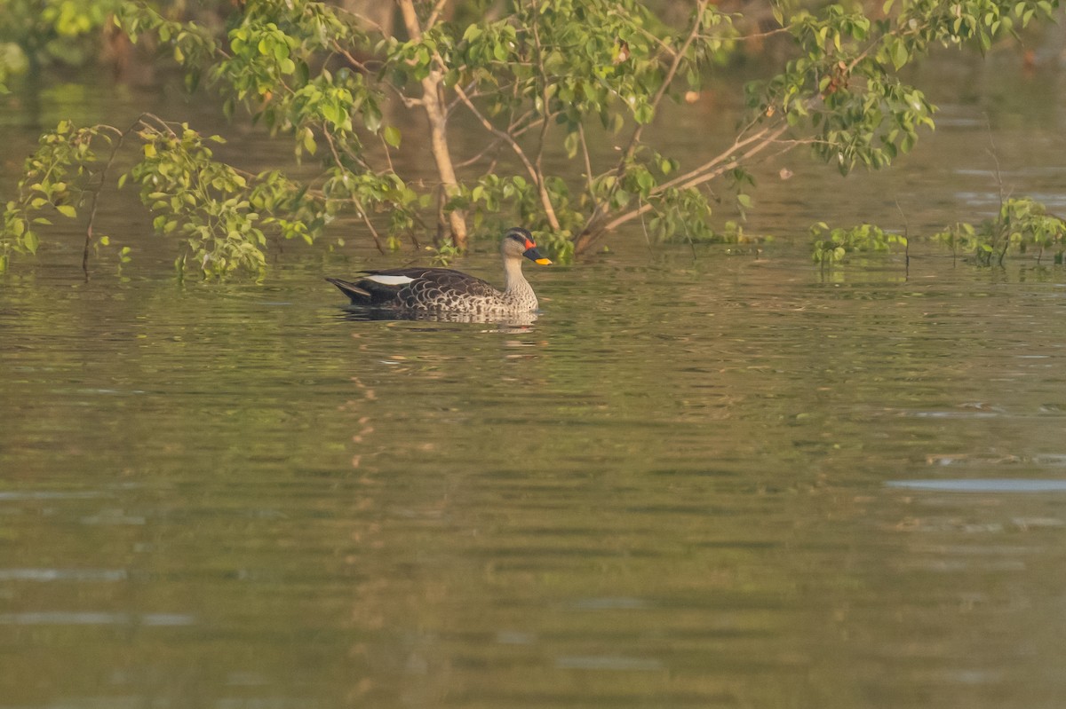 Indian Spot-billed Duck - Aditya Rao