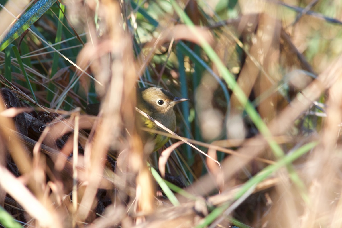 Connecticut Warbler - Seth Factor