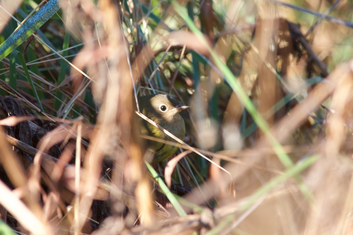 Connecticut Warbler - Seth Factor