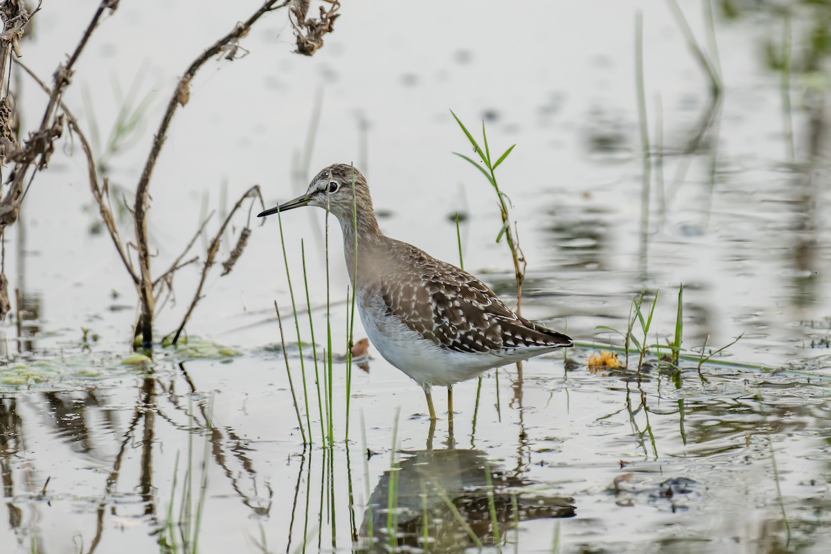 Wood Sandpiper - ML386689001