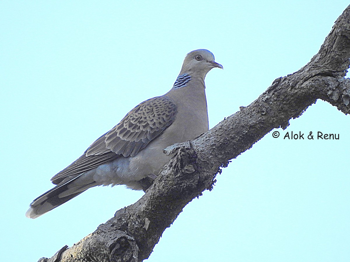 Oriental Turtle-Dove - ML386689341