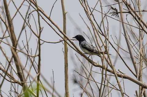 Black-headed Cuckooshrike - ML386689441