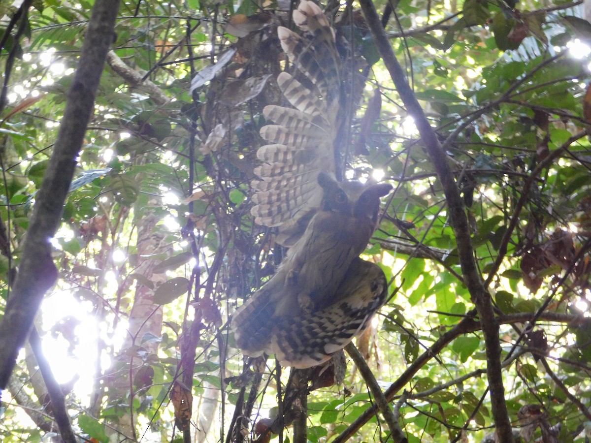 Maned Owl - ML386690001