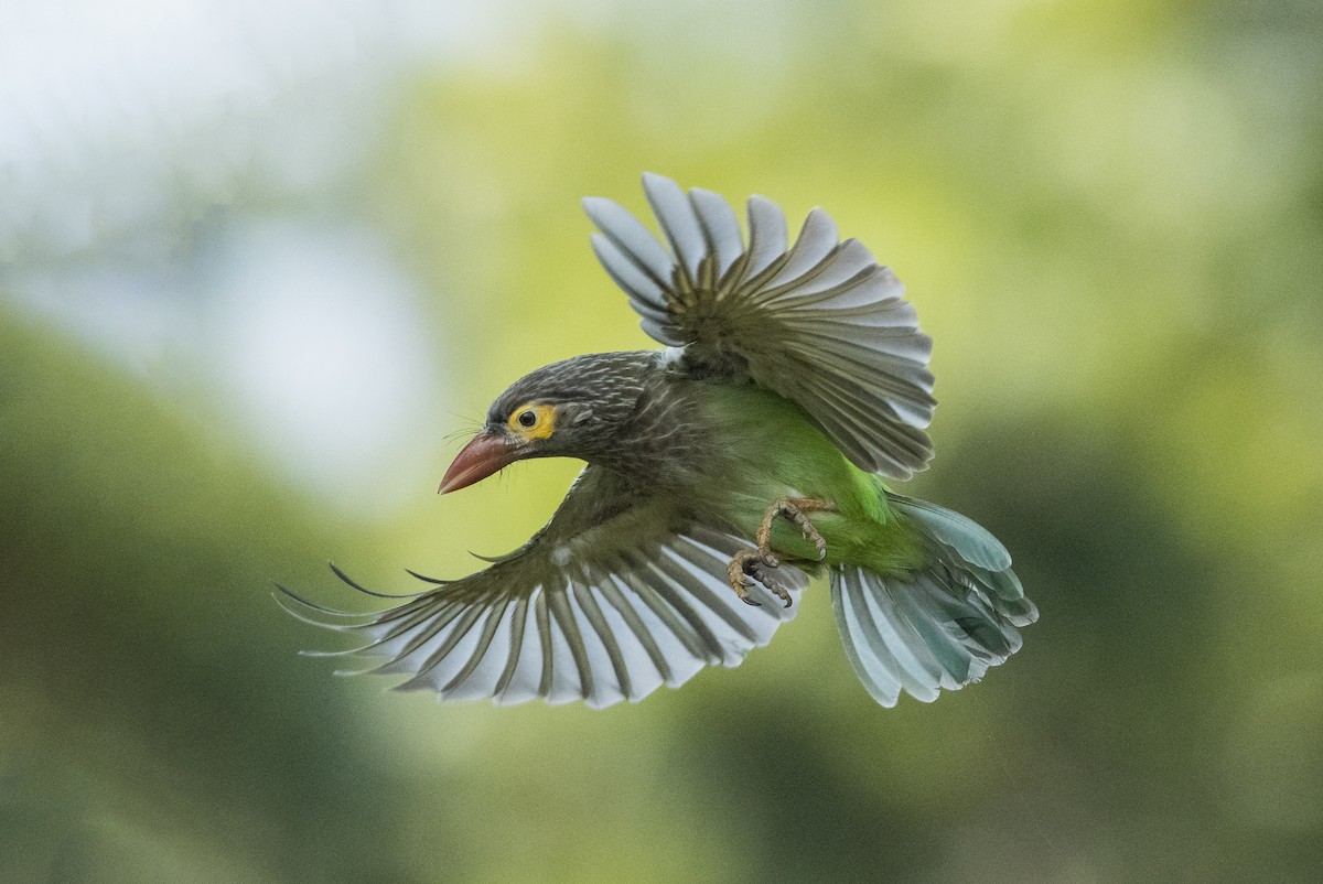 Brown-headed Barbet - ML386690041