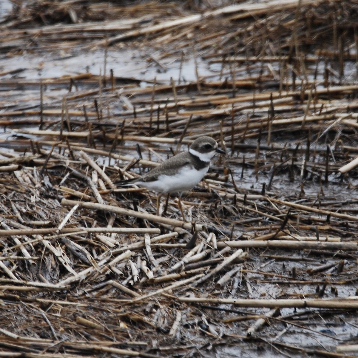 Semipalmated Plover - ML386692861