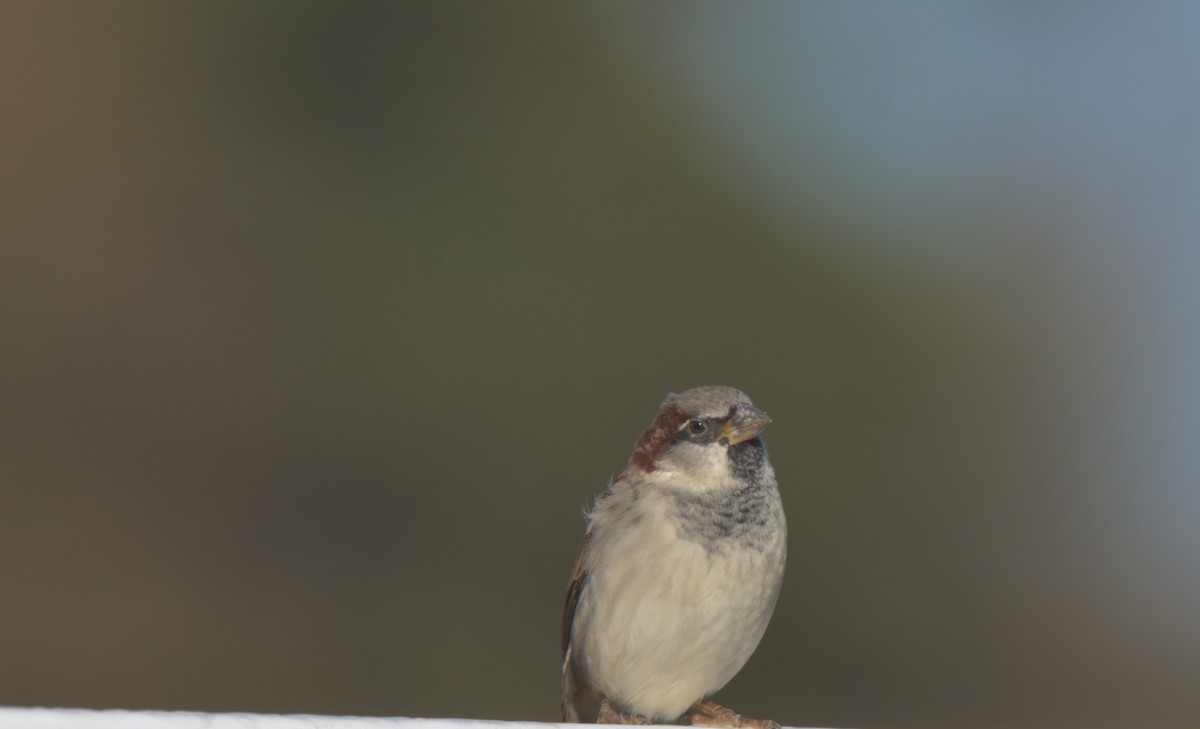 House Sparrow - ML386693061