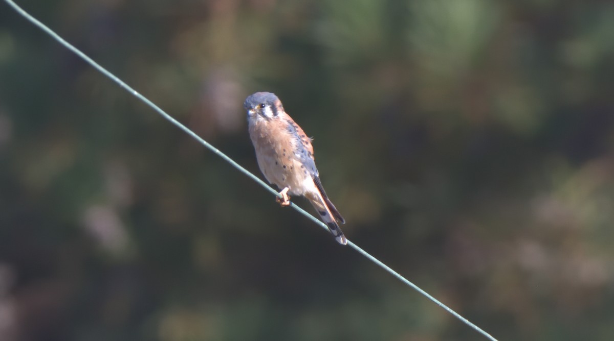 American Kestrel - ML386693291