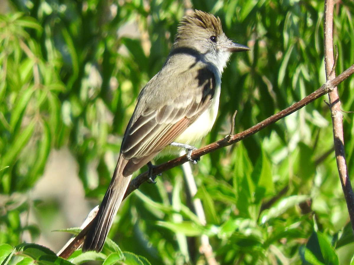 Brown-crested Flycatcher - Alec Cowles