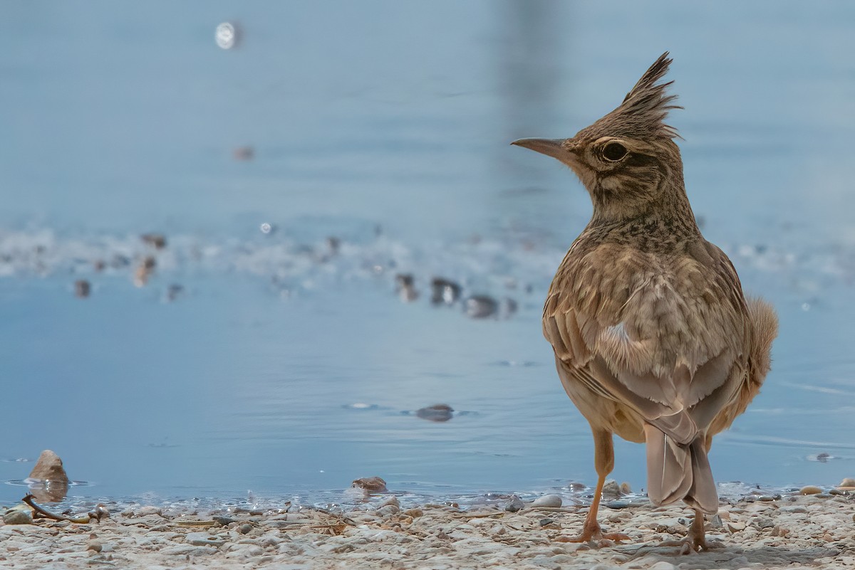 Crested Lark - ML386698471