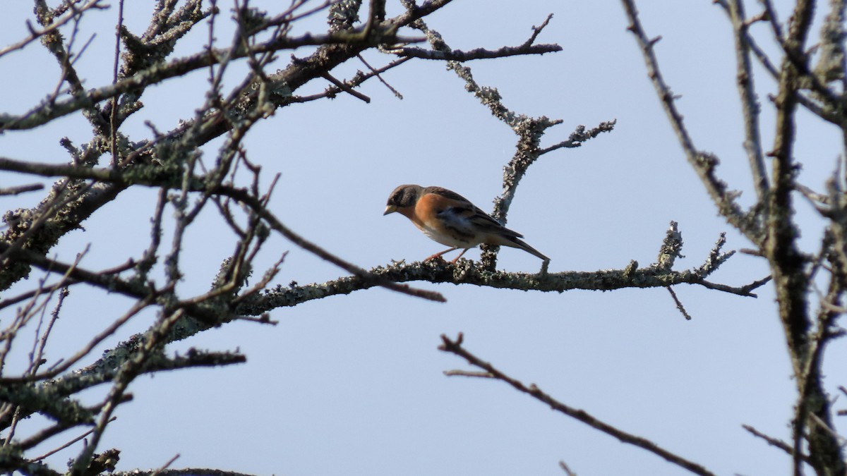 Brambling - ML386699311