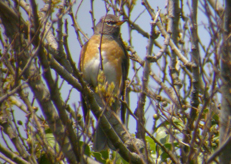 Eyebrowed Thrush - ML38669941