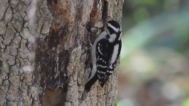 Downy Woodpecker - ML386699651