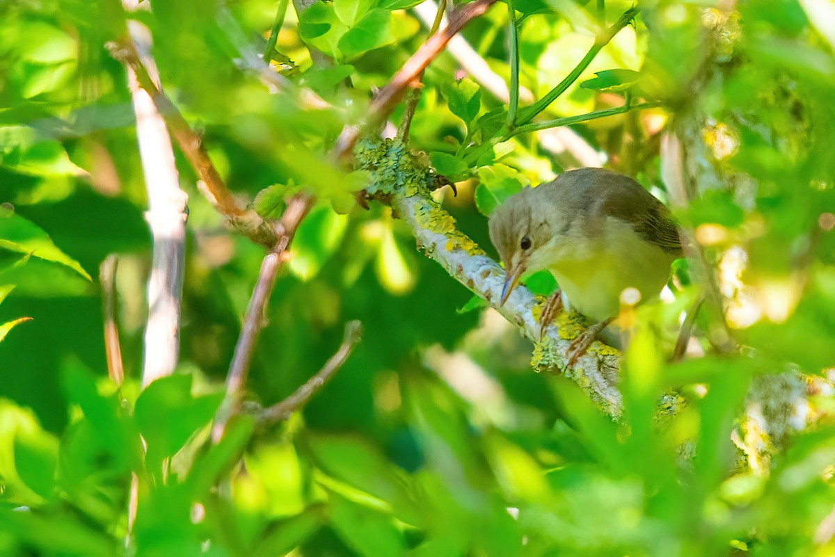 Icterine Warbler - ML386700511