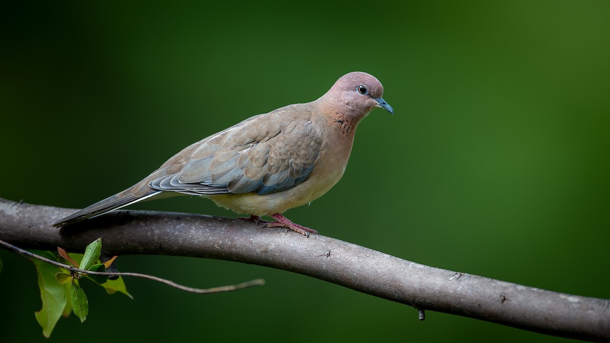 Laughing Dove - Raghavendra Mukundarao