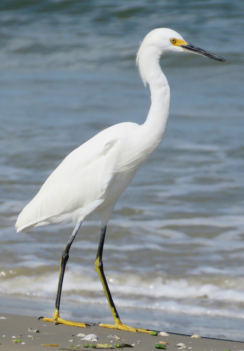 Snowy Egret - ML38670171