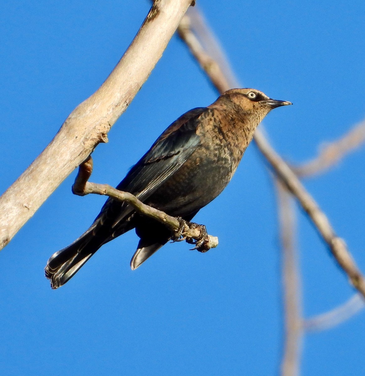 Rusty Blackbird - ML386702021