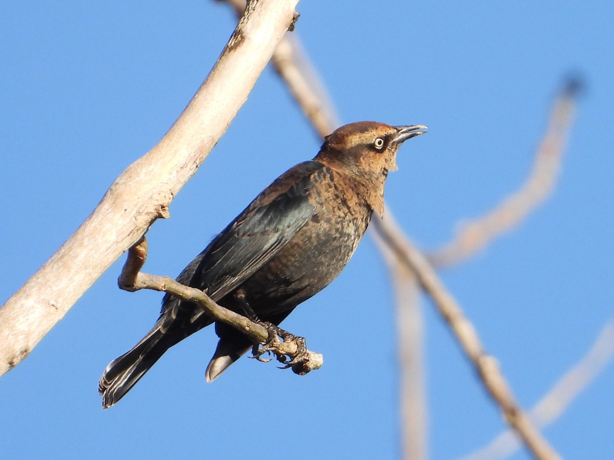 Rusty Blackbird - ML386702051