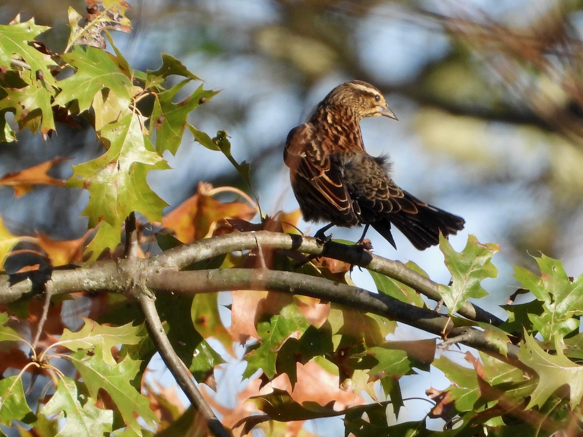 Red-winged Blackbird - ML386702081