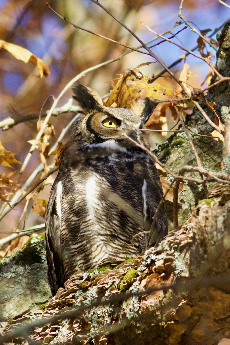 Great Horned Owl - ML386704181