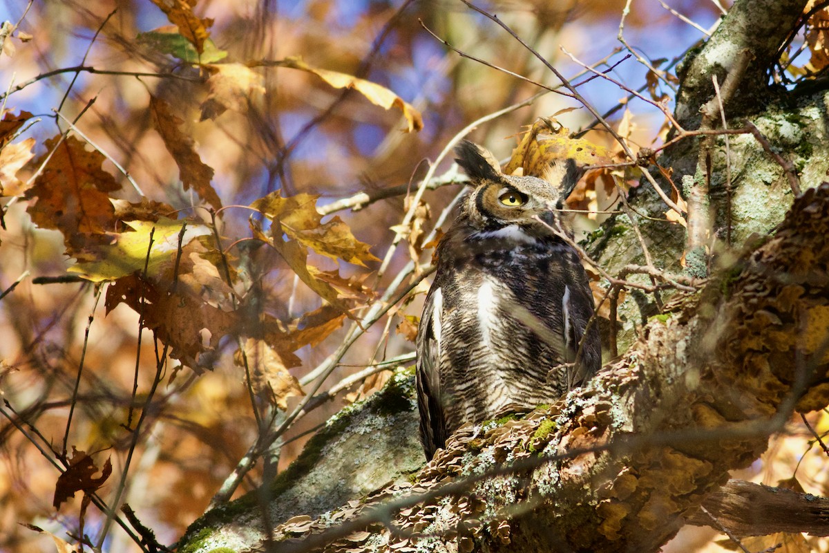 Great Horned Owl - ML386704211