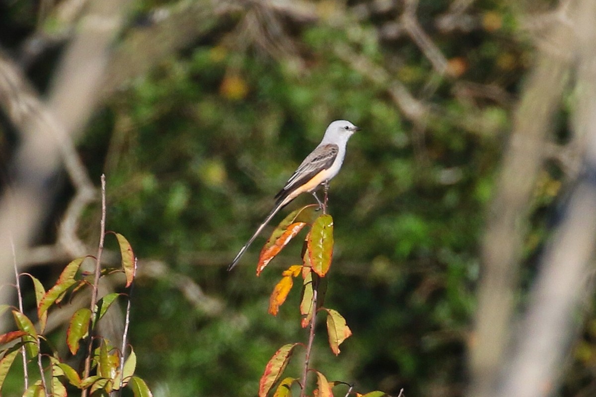 Scissor-tailed Flycatcher - Tom Hince