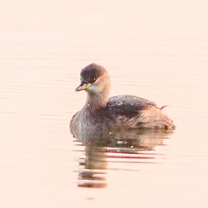 Little Grebe - ML386706281