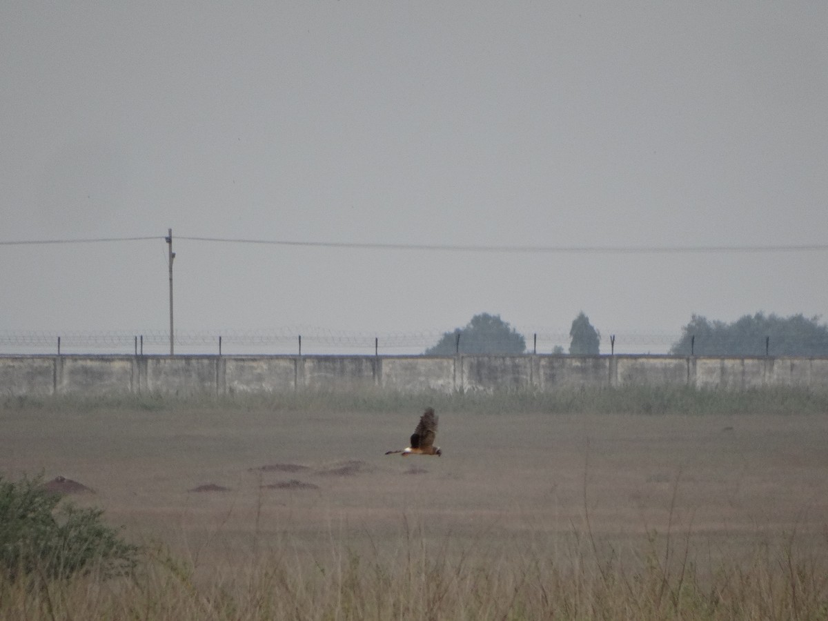 Хээрийн/Нугын хулд - ML386707311