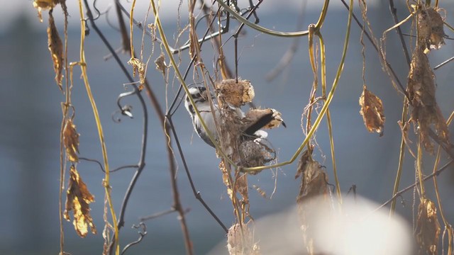 セジロコゲラ - ML386709041