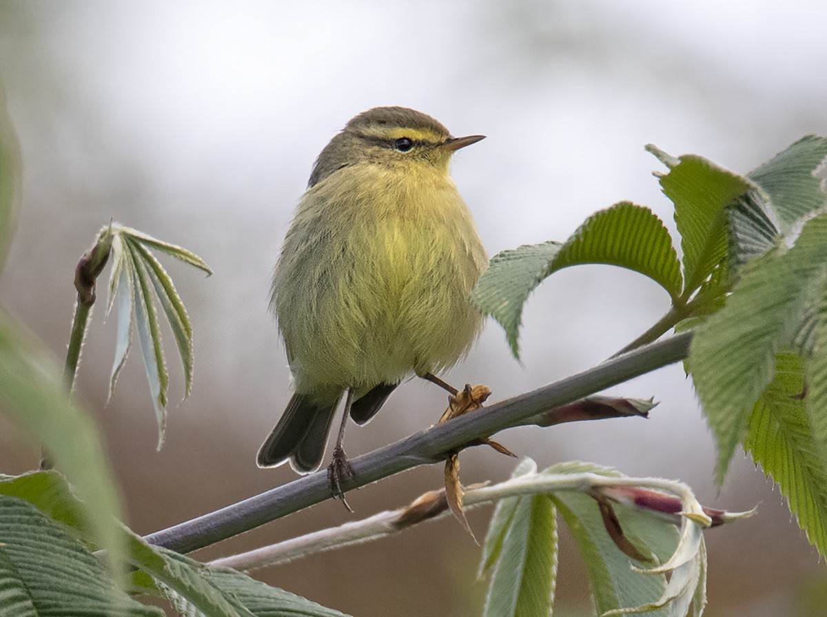 Tickell's Leaf Warbler (Tickell's) - ML386709231