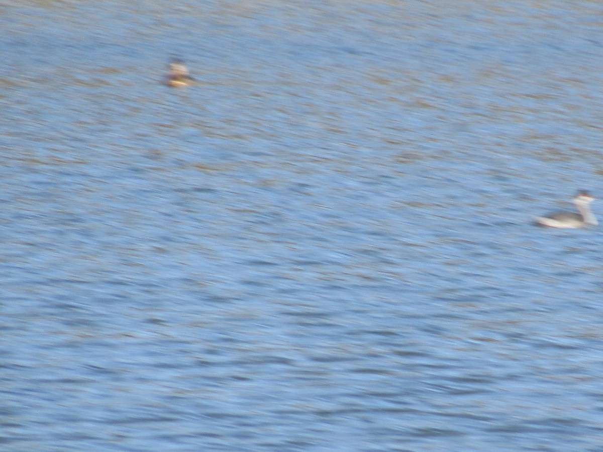 Eared Grebe - ML386709391