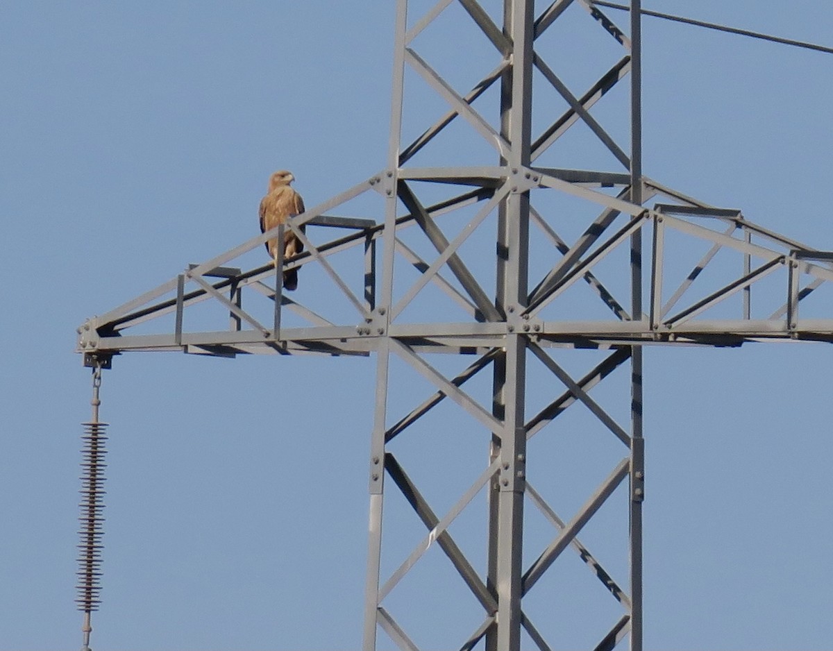 Spanish Eagle - Juan Pérez