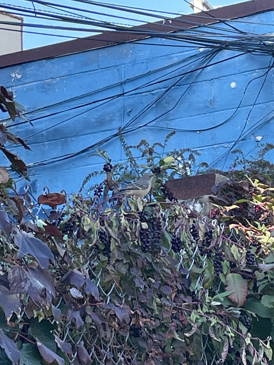 drozdec mnohohlasý - ML386713371