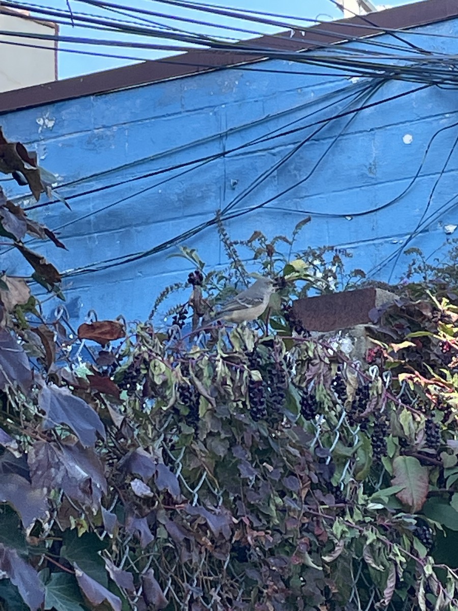 drozdec mnohohlasý - ML386713381