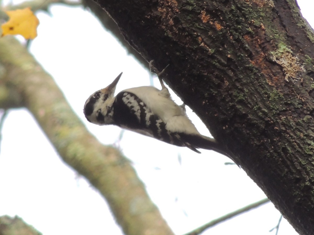 Hairy Woodpecker - ML386715671