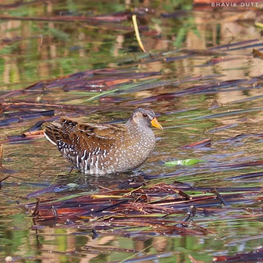 Spotted Crake - ML386716111