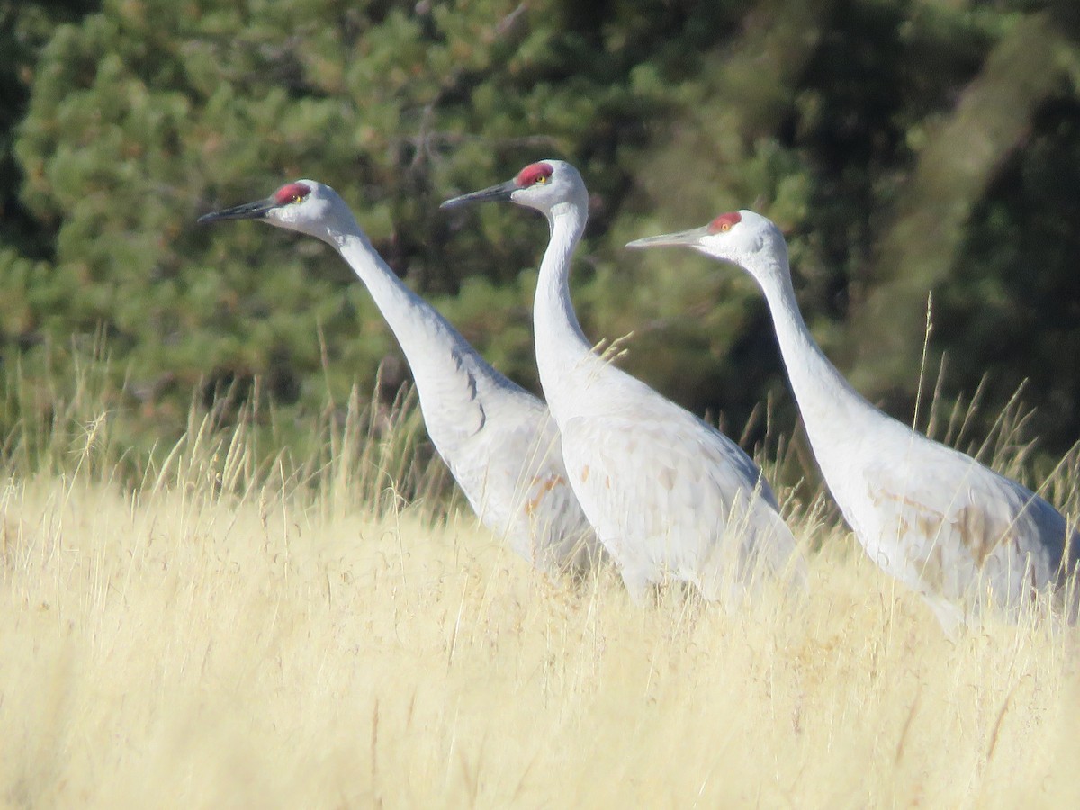 Sandhill Crane - Michael Britten