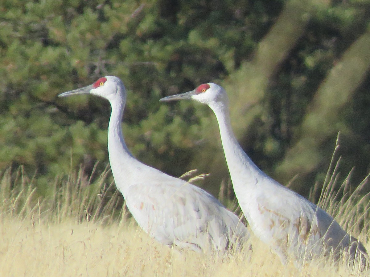 Sandhill Crane - ML386717001